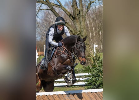 Trakehner, Gelding, 6 years, 16,2 hh, Bay-Dark