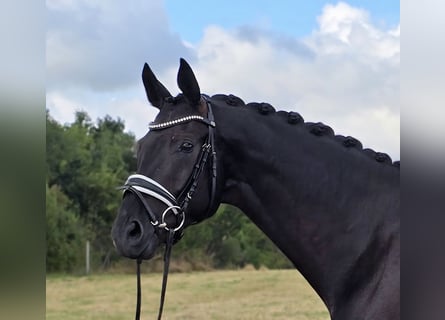 Trakehner, Gelding, 6 years, 16,3 hh, Smoky-Black