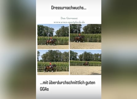 Trakehner, Wallach, 6 Jahre, 17,1 hh, Brauner