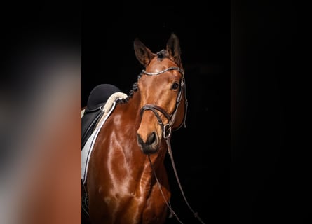 Trakehner, Gelding, 6 years, 17.1 hh, Brown