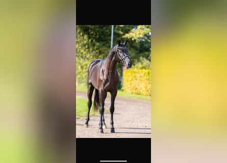 Trakehner, Gelding, 6 years, 17 hh, Black