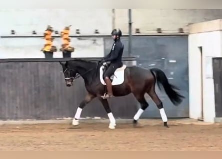 Trakehner, Gelding, 6 years, 17 hh, Brown