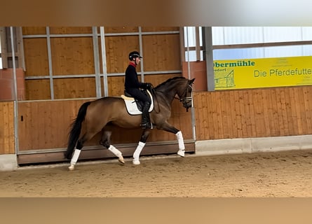 Trakehner, Gelding, 6 years, 17 hh, Brown