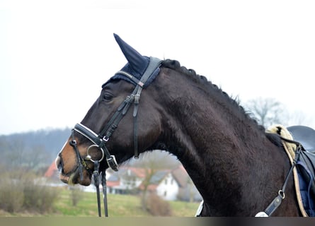 Trakehner, Gelding, 6 years, 17 hh, Smoky-Black