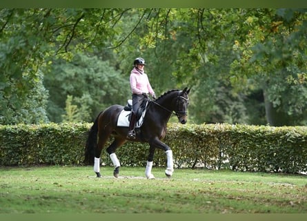Trakehner, Gelding, 7 years, 16.2 hh, Smoky-Black