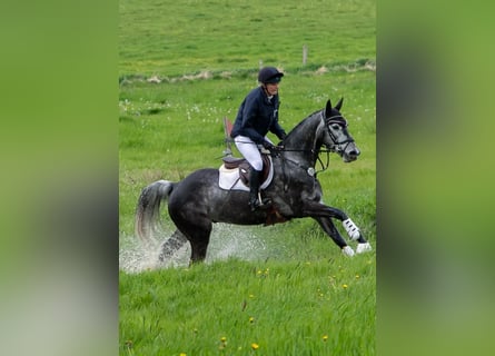 Trakehner, Gelding, 7 years, 16 hh, Grey