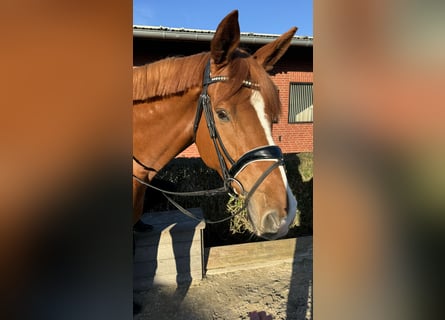 Trakehner, Gelding, 7 years, 17,1 hh, Chestnut-Red