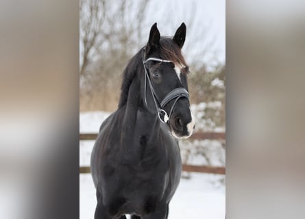 Trakehner, Gelding, 7 years, 17 hh, Black