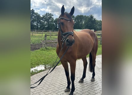 Trakehner, Gelding, 8 years, 16 hh, Brown