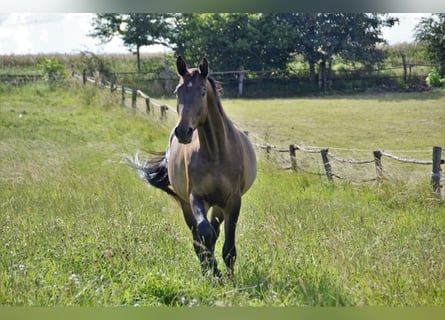 Trakehner, Gelding, 8 years, 16,3 hh, Brown