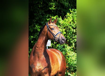 Trakehner, Gelding, 8 years, 17 hh, Buckskin