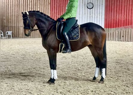 Trakehner, Gelding, 9 years, 16.2 hh, Brown