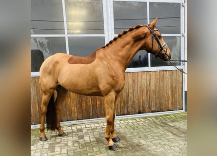 Trakehner, Gelding, 9 years, 16,2 hh, Chestnut-Red