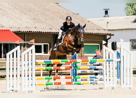 Trakehner, Gelding, 9 years, 16 hh, Chestnut