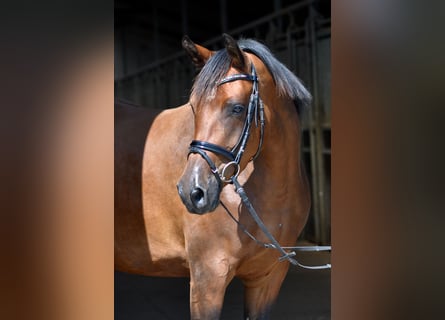 Trakehner, Giumenta, 10 Anni, 163 cm, Baio