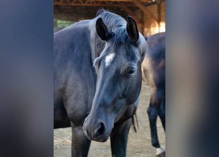 Trakehner, Giumenta, 10 Anni, 169 cm, Morello