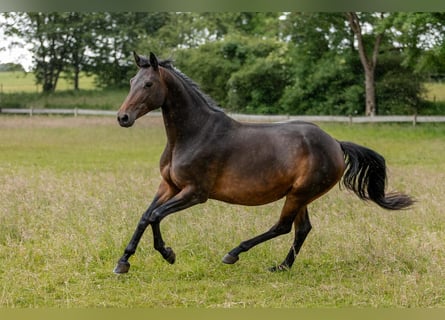 Trakehner, Giumenta, 10 Anni, Baio