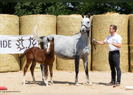 Trakehner, Giumenta, 11 Anni, 162 cm