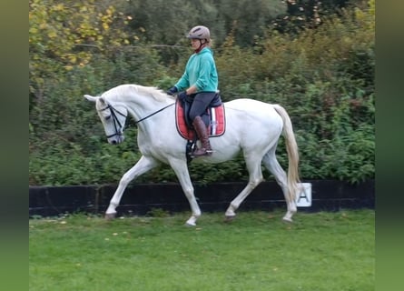 Trakehner, Giumenta, 12 Anni, 166 cm, Grigio