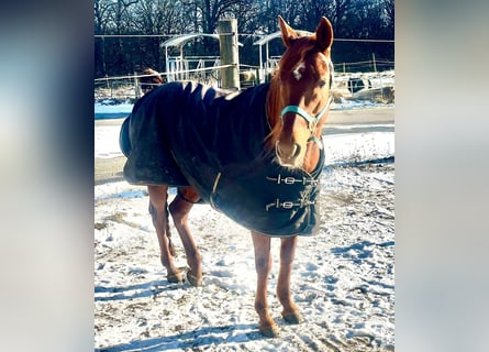 Trakehner Mix, Giumenta, 13 Anni, 157 cm, Sauro scuro
