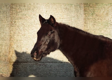 Trakehner, Giumenta, 16 Anni, 162 cm
