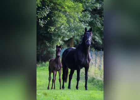 Trakehner, Giumenta, 17 Anni, 166 cm, Morello