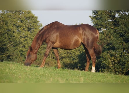 Trakehner, Giumenta, 18 Anni, Sauro scuro