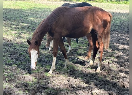 Trakehner, Giumenta, 1 Anno, 168 cm, Sauro