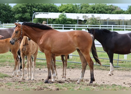 Trakehner, Giumenta, 1 Anno, Baio