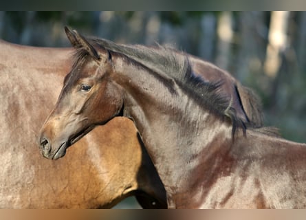Trakehner, Giumenta, 1 Anno, Baio nero