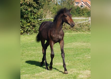 Trakehner, Giumenta, 1 Anno, Baio scuro