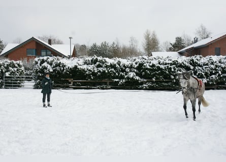 Trakehner, Giumenta, 23 Anni, 158 cm, Grigio