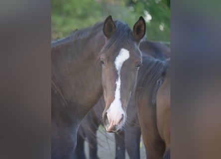 Trakehner, Giumenta, 2 Anni, 162 cm, Baio scuro