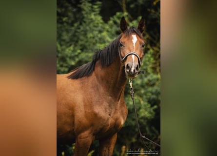 Trakehner, Giumenta, 2 Anni, 165 cm, Baio