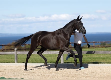 Trakehner, Giumenta, 2 Anni, 167 cm, Baio nero
