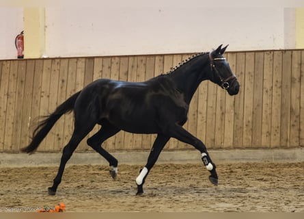 Trakehner, Giumenta, 2 Anni, Baio nero