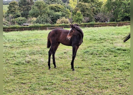 Trakehner, Giumenta, 2 Anni, Baio scuro