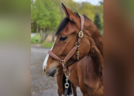 Trakehner, Giumenta, 3 Anni, 158 cm, Baio