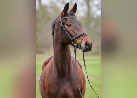 Trakehner, Giumenta, 3 Anni, 158 cm, Baio