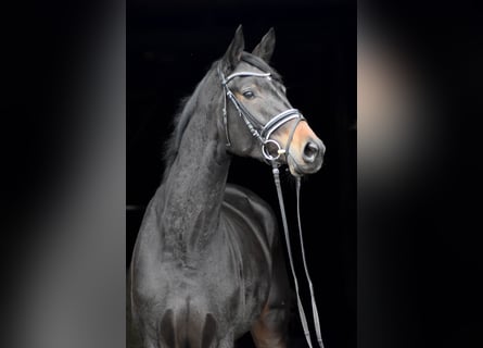 Trakehner, Giumenta, 3 Anni, 168 cm, Baio nero