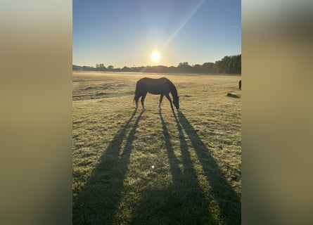 Trakehner, Giumenta, 4 Anni, 155 cm, Morello