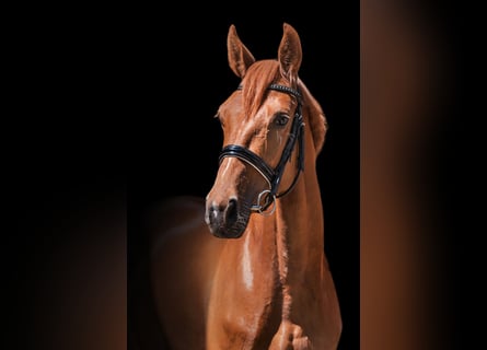 Trakehner, Giumenta, 4 Anni, 160 cm, Sauro ciliegia