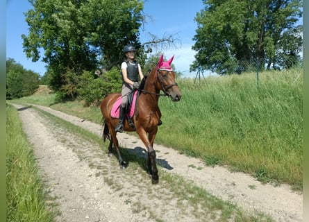 Trakehner, Giumenta, 4 Anni, 162 cm, Baio chiaro