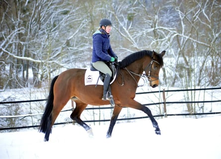 Trakehner, Giumenta, 4 Anni, 164 cm, Baio