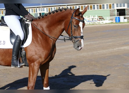 Trakehner, Giumenta, 4 Anni, 164 cm, Sauro scuro