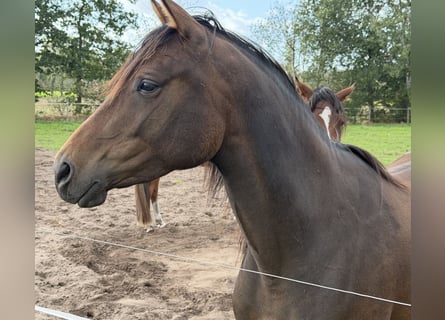Trakehner, Giumenta, 4 Anni, 165 cm, Baio