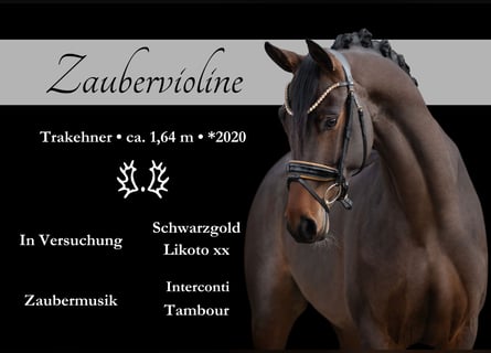 Trakehner, Giumenta, 4 Anni, 165 cm, Baio scuro