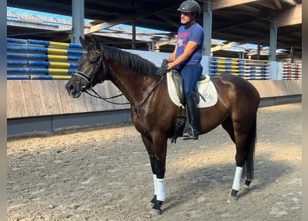 Trakehner, Giumenta, 4 Anni, 169 cm, Baio nero