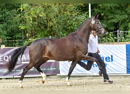 Trakehner, Giumenta, 4 Anni, 169 cm, Baio nero