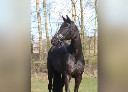 Trakehner, Giumenta, 4 Anni, 170 cm, Morello